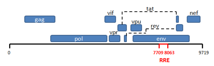 File:HIV Genome Org wRRE.png