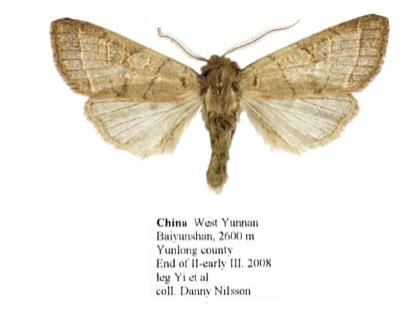 File:Harutaeographa pallida male.JPG