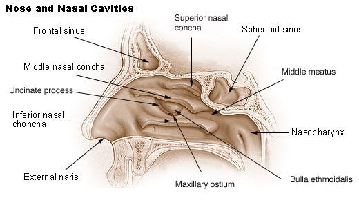 File:Illu nasal cavities.jpg