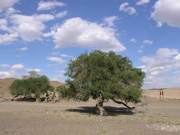 File:Image-Ulmus pumila (Ulmus gobicus) in Gobi Desert.jpg