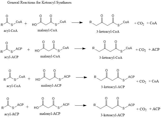 File:KS general reaction.jpg