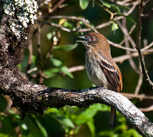 File:Knipolegus cyanirostris -Extrema, Minas Gerais, Brazil -female-8.jpg