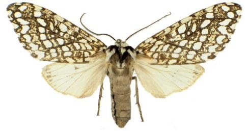 File:Lophocampa albitegula.JPG