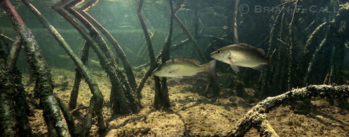 File:Mangrove snapper, Lutjanus griseus.jpg