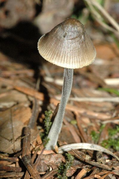 File:Mycena cf amicta - Lindsey 1.jpg