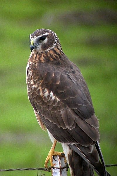 File:Northern (Hen) Harrier.jpg