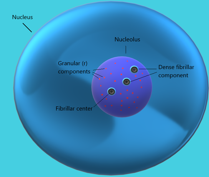 File:Nucleolus (including pre-rRNA components).png