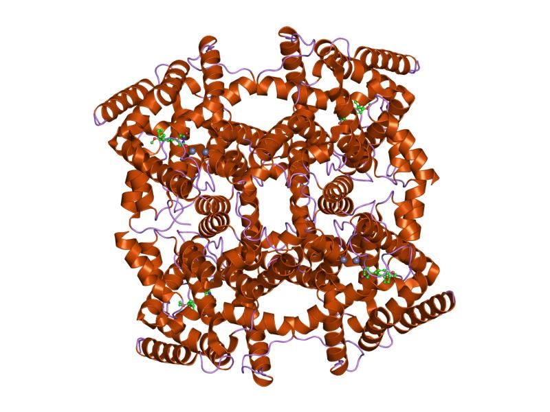 File:PDB 1oyn EBI.jpg