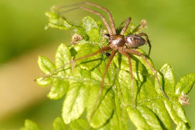 File:Philodromus sp. 3-.lindsey.jpg