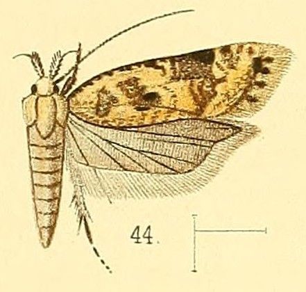 File:Pl.5-fig.44-Dichomeris marmoratus (Walsingham, 1891) (Ypsolophus).jpg