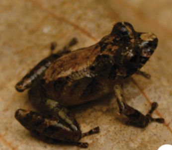 File:Pristimantis ockendeni (10.3897-zookeys.762.22634) Figure 3 (cropped).jpg