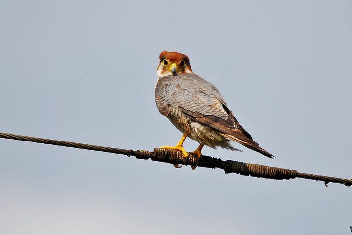 File:RedNEckedFalcon-Siruthavur.jpg