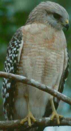 File:RedshoulderedHawk23.jpg