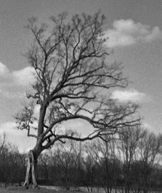 File:Shawshank tree, Lucas, Ohio - cropped.jpg