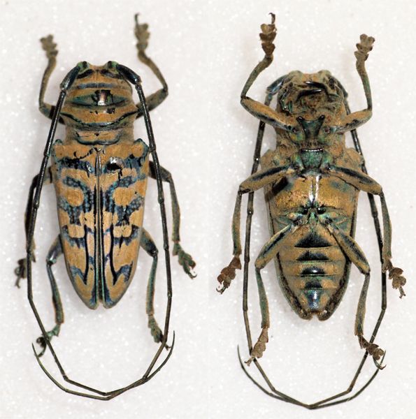 File:Sternotomis mathildae (11519782444).jpg