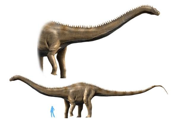 File:Supersaurus NT small.jpg