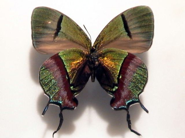 File:Thecla coronata4.jpg