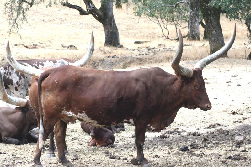 File:Watusi Cattle1.jpg