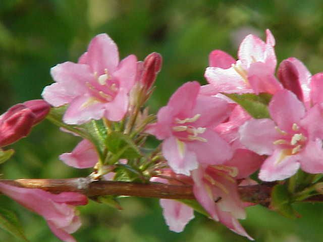 File:Weigela florida0.jpg