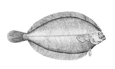 File:Witch flounder.jpg