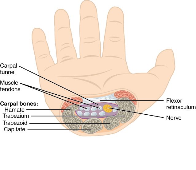 File:815 The Carpal Tunnel.jpg