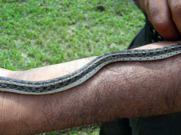 File:AB023 buff striped keelback 6.jpg