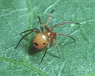 File:Achaearanea.japonica.male.-.tanikawa.jpg