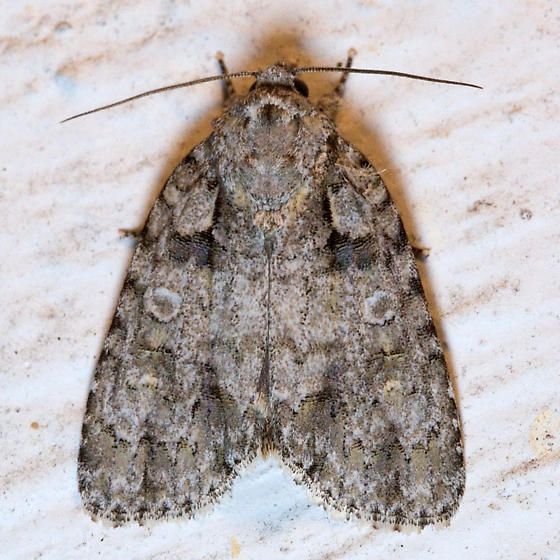 File:Acronicta increta.jpg