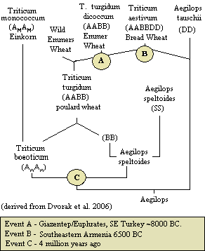 File:BreadWheatEvolution.PNG