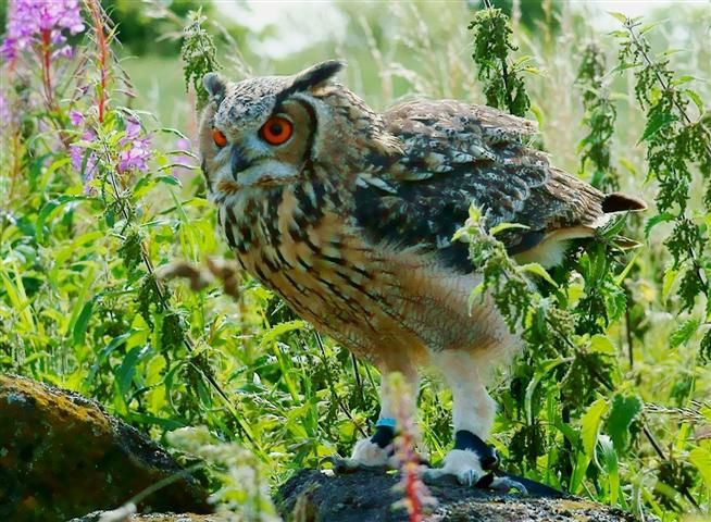 File:Bubo bengalensis -Cluny, Fife, Scotland -captive-8.jpg