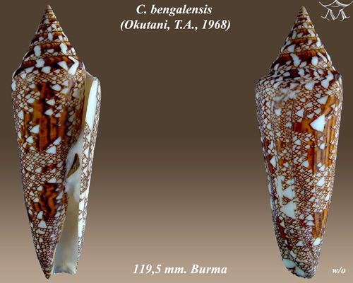 File:Conus bengalensis 1.jpg