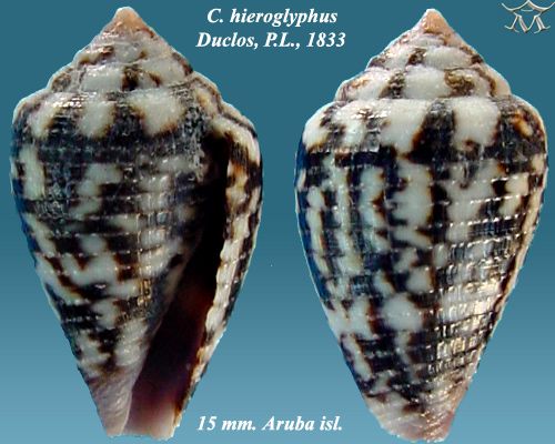 File:Conus hieroglyphus 2.jpg