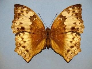 File:Cymothoe orphnina, bokant, Gabela-bos.jpg