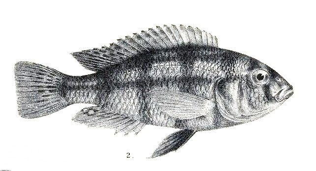 File:Haplochromis retrodens.jpg