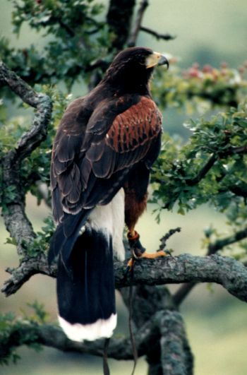 File:Harrishawk (Verrier).jpg