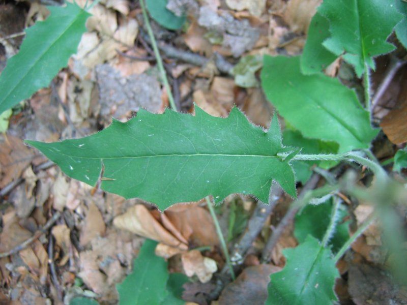 File:Hieracium murorum blatt.jpeg