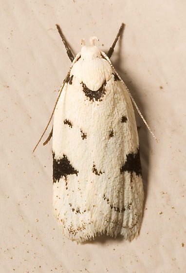 File:Inga sparsiciliella.jpg