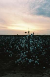 File:MundayCottonSunset.jpg