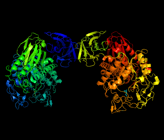 File:Neopulullanase ribbon rendering.png