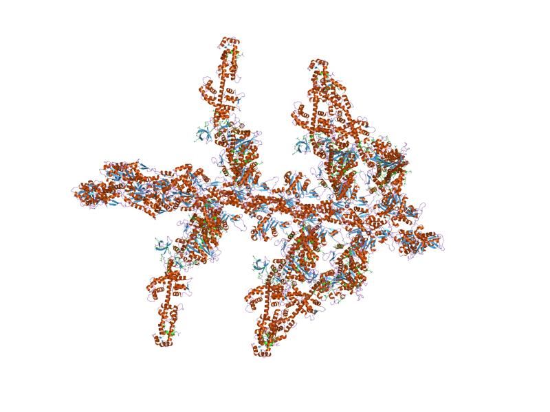 File:PDB 1o1e EBI.jpg