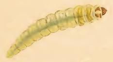 File:Phylloporia bistrigella larva.JPG