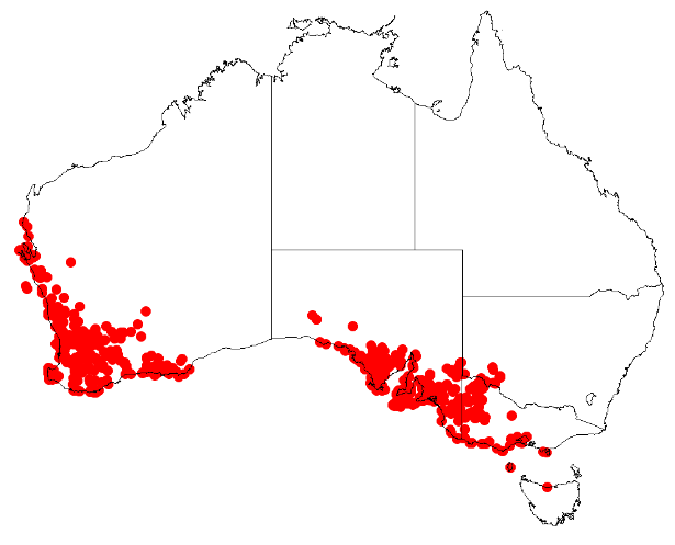 File:Podotheca angustifoliaDistMap1.png