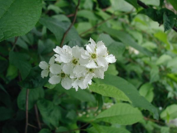 File:Prunus-padus-flower.JPG