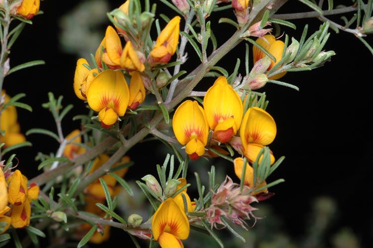 File:Pultenaea cinerascens.jpg