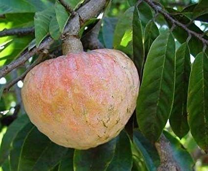 File:Ramaphalam on Tree.jpg