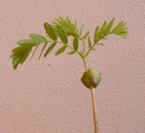 File:TamarindSeedling.jpg