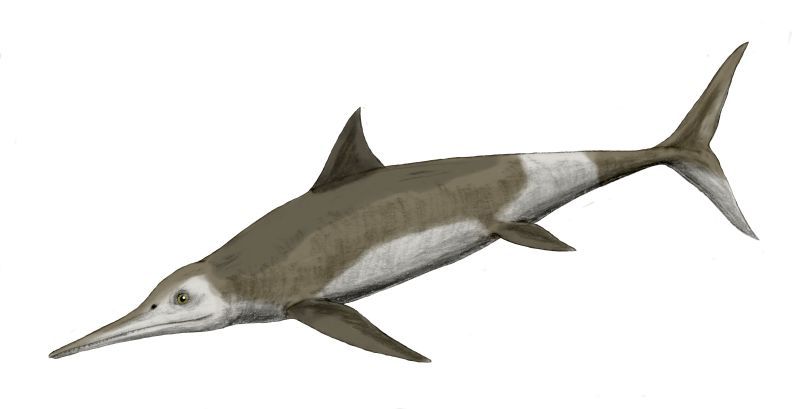 File:Temnodontosaurus BW.jpg