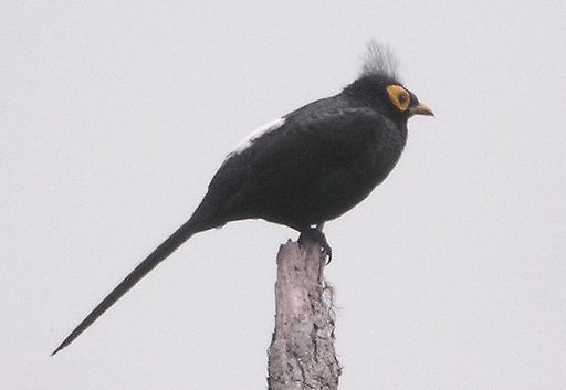 File:8454 Apo Myna 2 (cropped).jpg