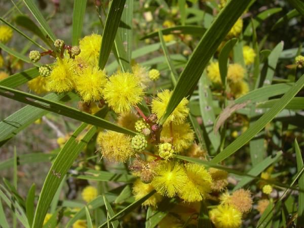 File:Acacia confusa-01.jpg