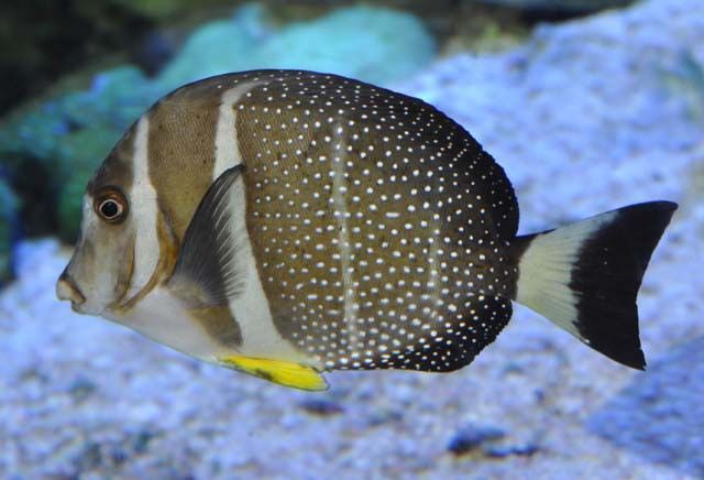 File:Acanthurus guttatus SI2.jpg